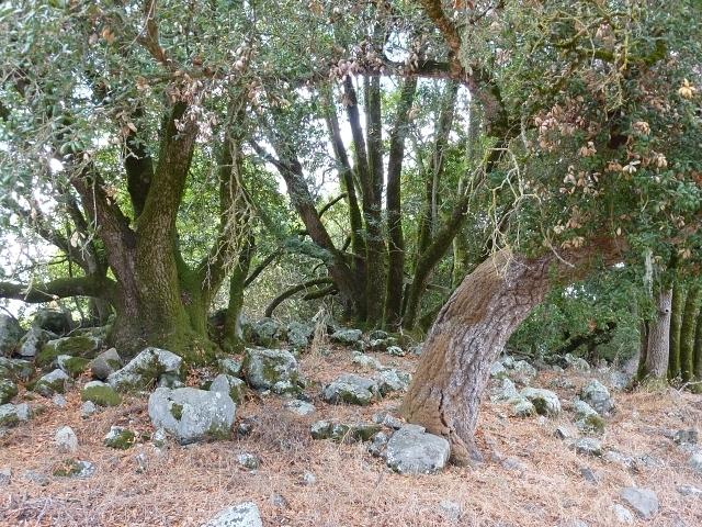 The oak grove, which has some bay trees