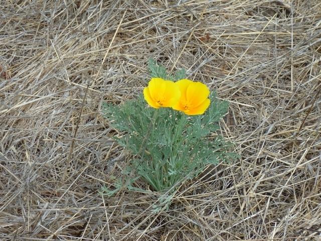 California poppies just laugh at dry summers