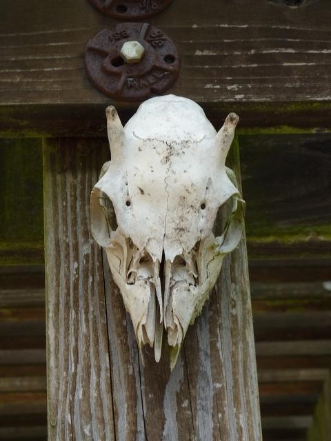 Relic from the boneyard