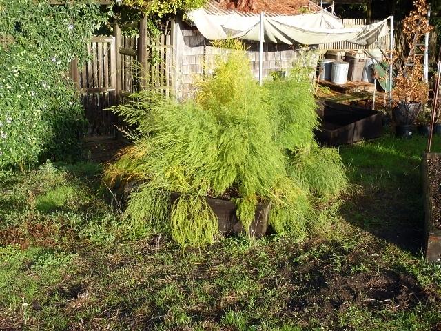 Asparagus patch at the end of the summer