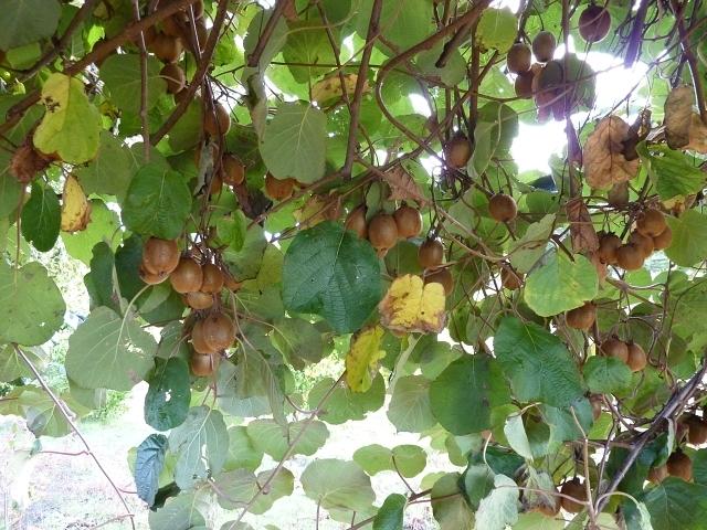 Kiwi fruit nearly ready to pick