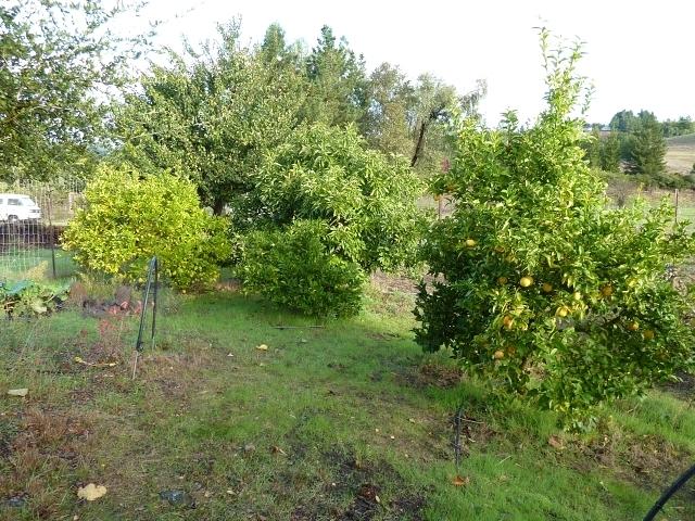 Fruit trees