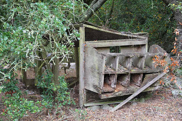 Chicken Coop