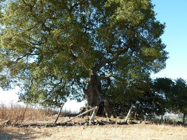 The old oak, may be 300 years old
