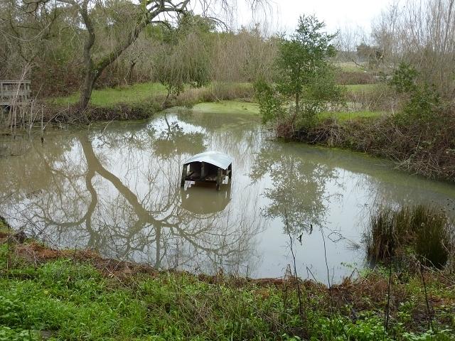 The pond in spring, before the duckweed sets in