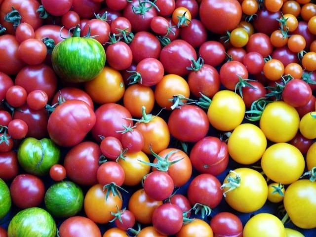 Our first tomato crop in 2010
