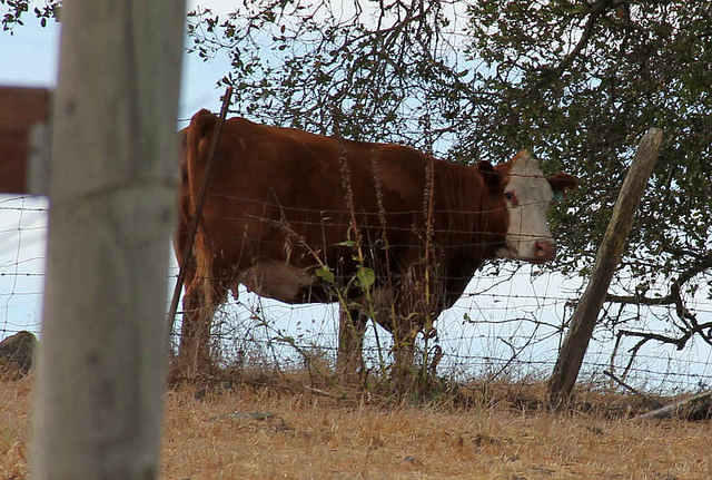 Cow under the big oak
