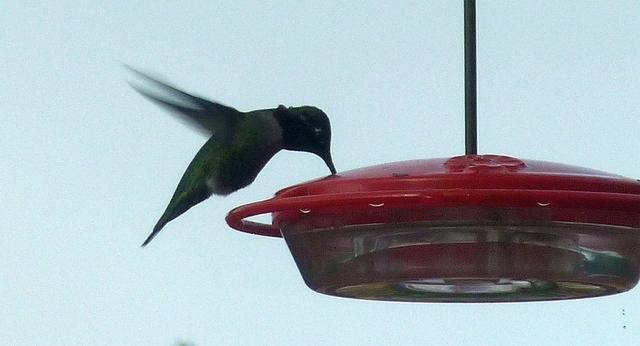 Drinking Hummingbird