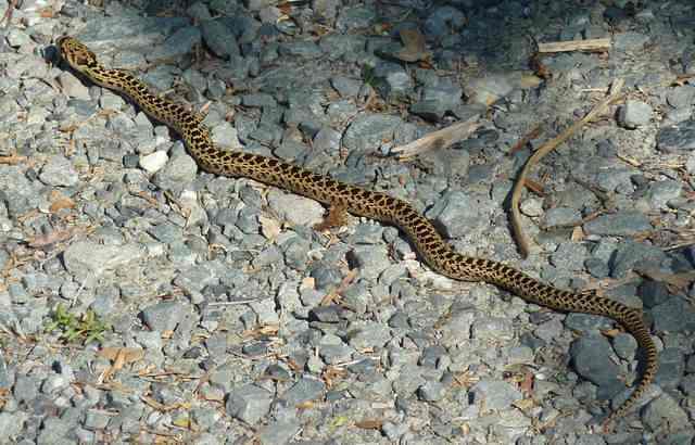 Gopher snake