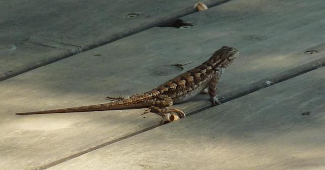 Western Fence Lizard