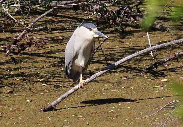 Black-Crowned Night Heron on the Pond