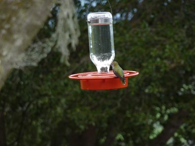 An Anna's Hummingbird