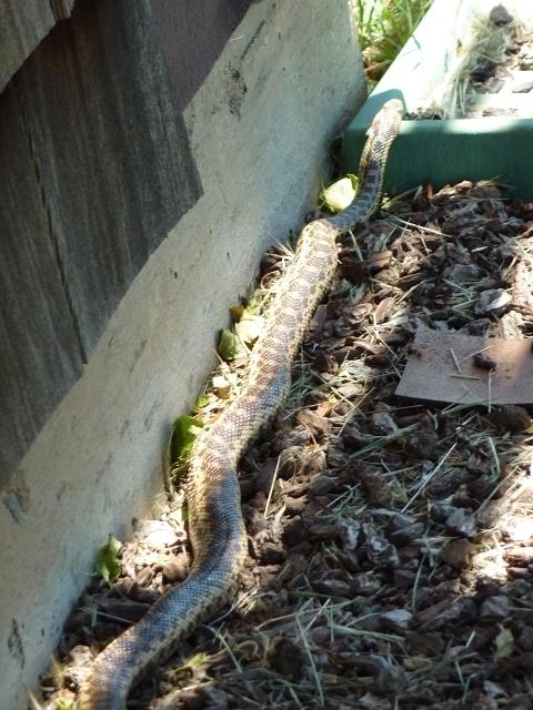Resident gopher snake catching some rays