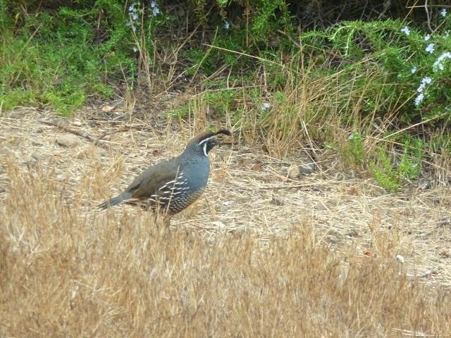 California quail