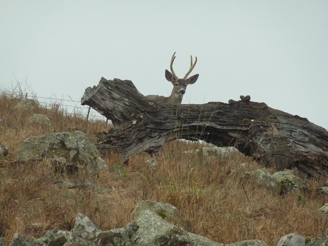 Blacktail deer posing