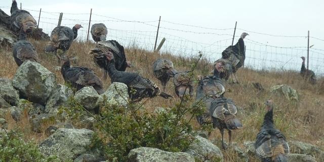 A Rafter of Wild turkeys
