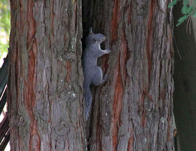 Western Gray Squirrel