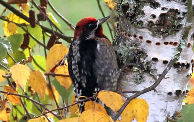 Southern Red-breasted Sapsucker