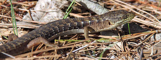 Alligator lizard closeup