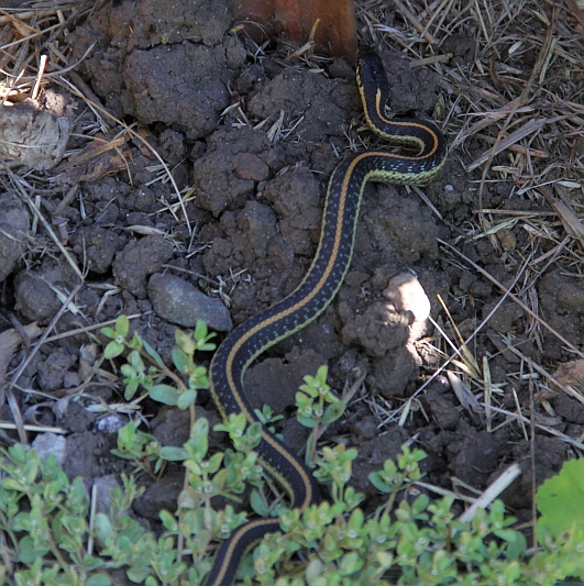 Garter Snake