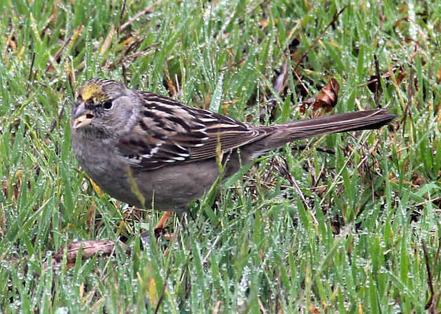 Golden Crowned Sparrow 3