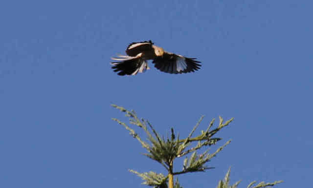 Northern Mockingbird