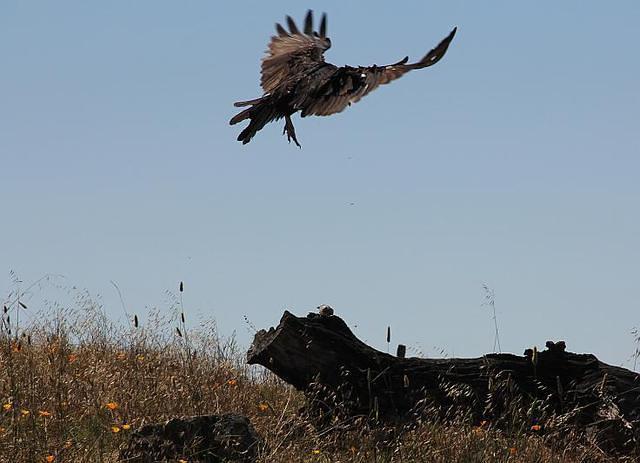 Turkey Vulture in Mid Pounce