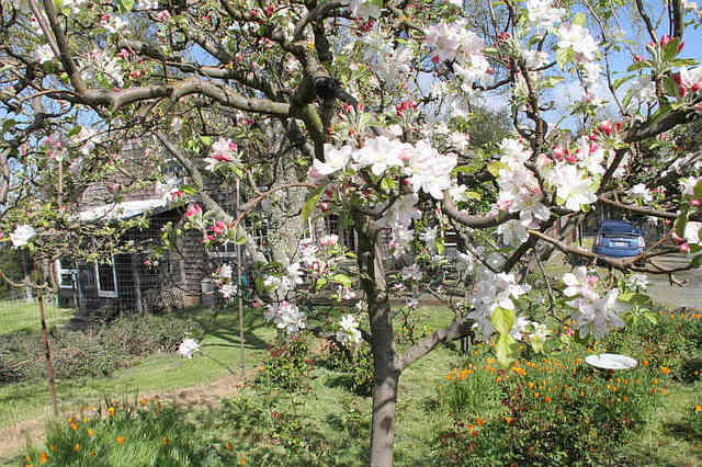 Blooming Apple Tree