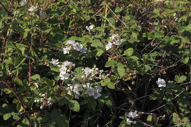 flowersblackberry