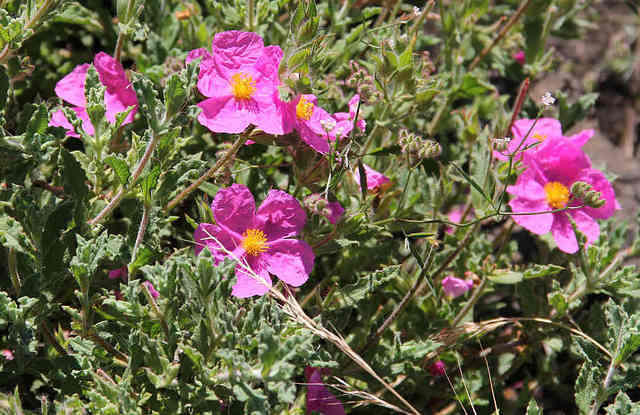 flowersrockrose