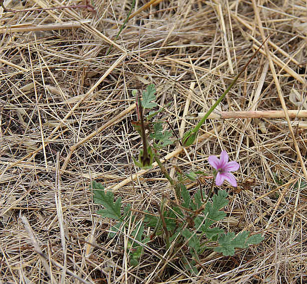 Stork's Bill