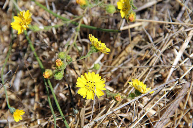 Tarweed 3