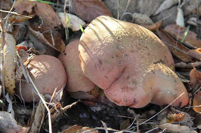 Blob mushrooms
