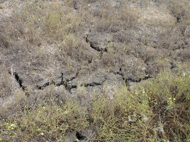 Deep cracks in the clay soil