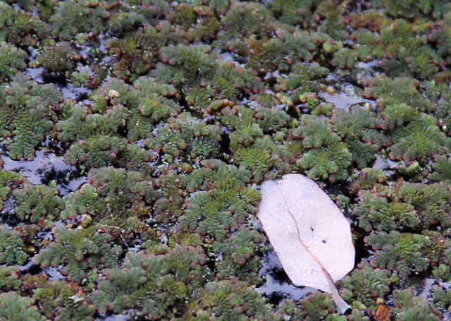 Azolla (Mosquito Fern) on the pond