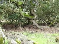 The oak grove