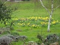 The daffodil patch