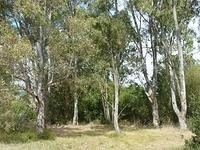 The eucalyptus grove