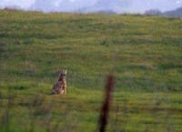 Coyote in early evening daylight