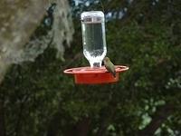An Anna's Hummingbird