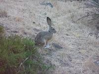 Black-tailed jack rabbit