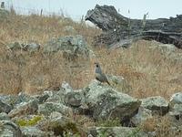 Sentinel quail