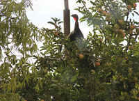Turkey In Apple Tree
