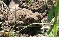 Our Resident California Toad