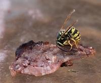 Yellowjacket Dining on Beef
