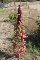 Red Amaranth