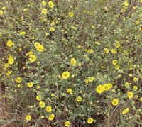 flowerstarweed