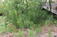 Horsetail Ferns
